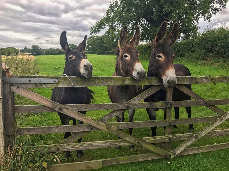 Meet the donkeys