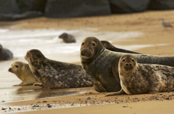 Grey Seals