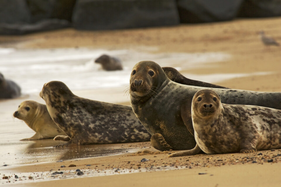 Grey Seals