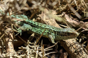 Green lizard