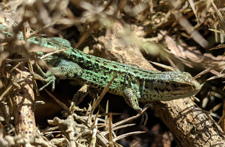 Green lizard