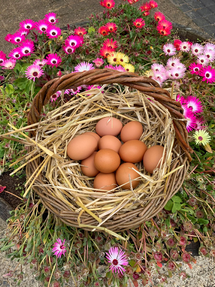 Fresh eggs