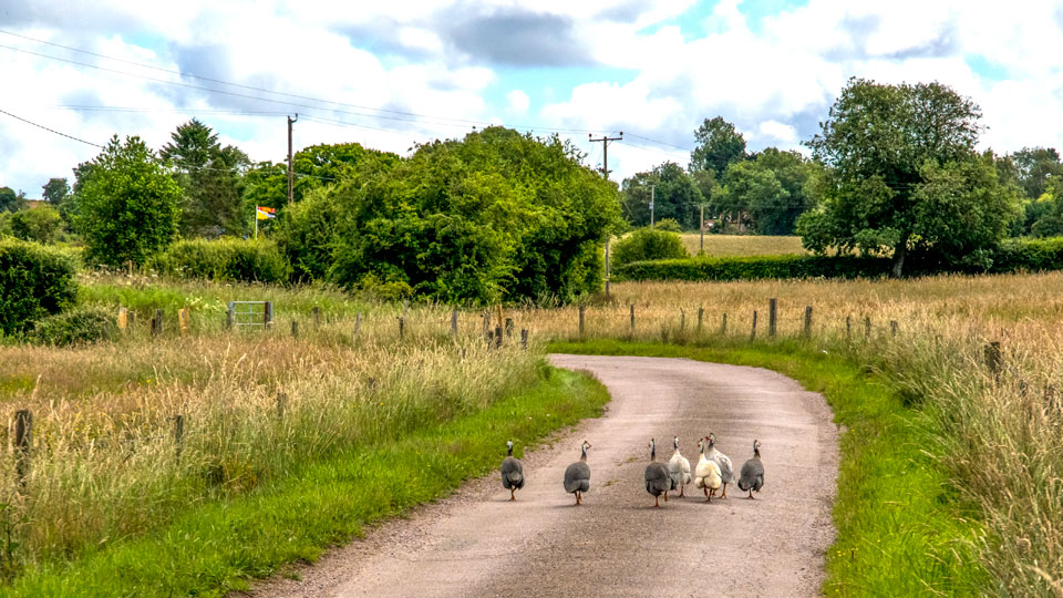 Our Guinea Fowl
