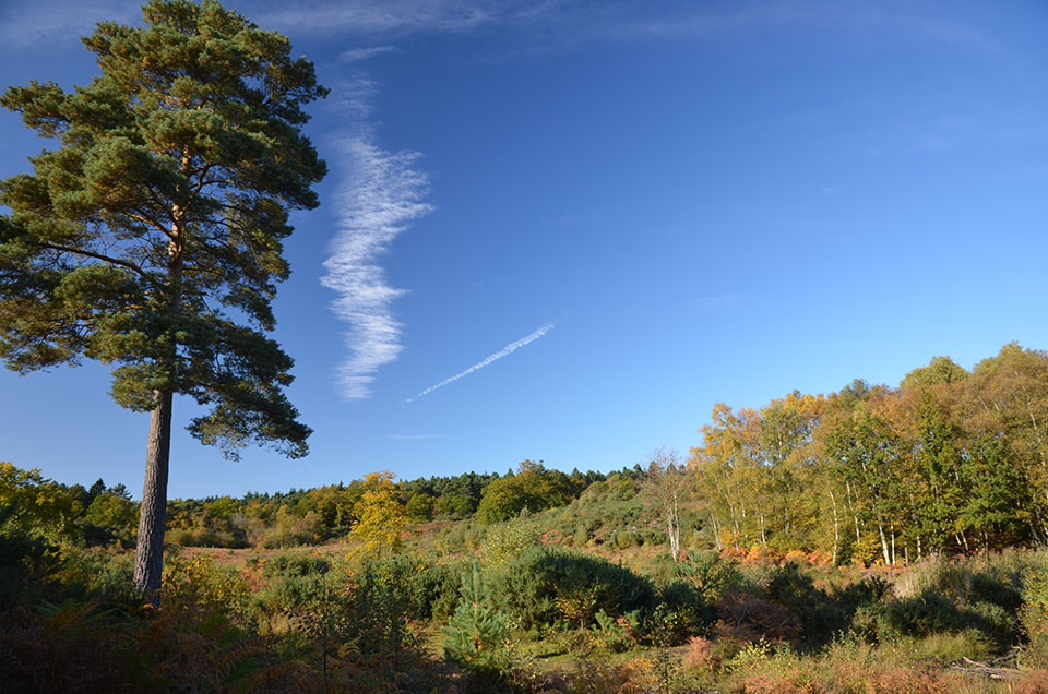 Holt Country Park