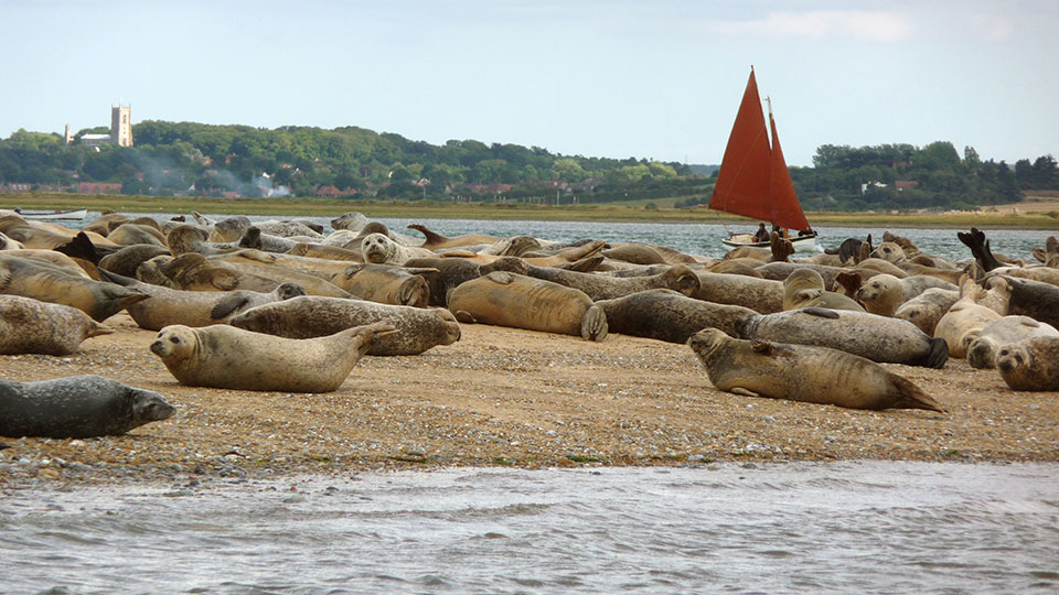 Seals, Blakeney Point