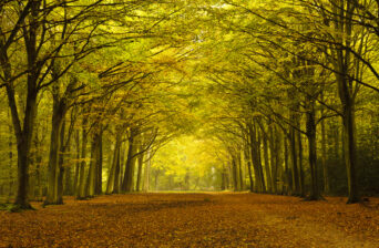 Felbrigg, Norfolk