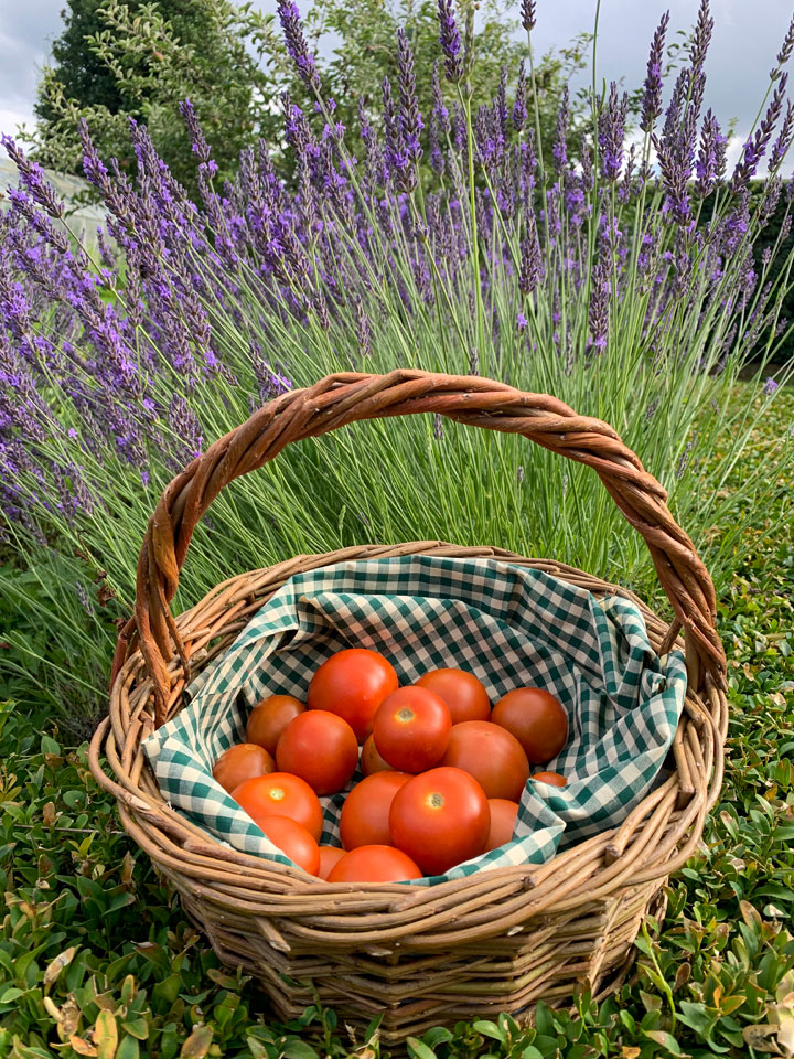 Tomatoes from the vine